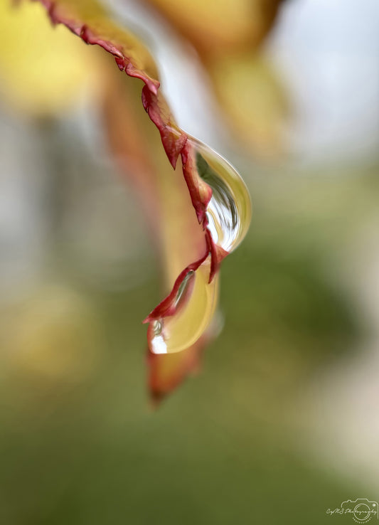 Nature Photography - Superb Droplet V268