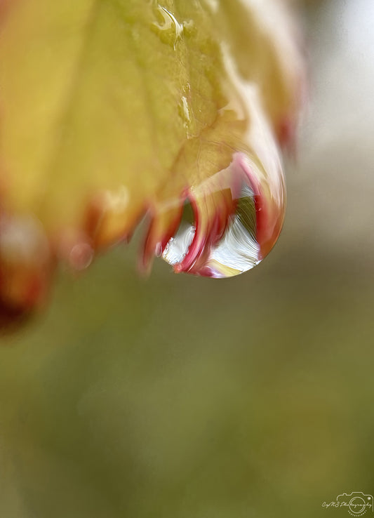 Nature Photography - Superb Droplet V269