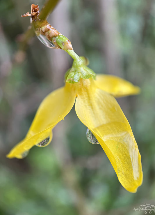 Nature Photography - Superb Droplet V270