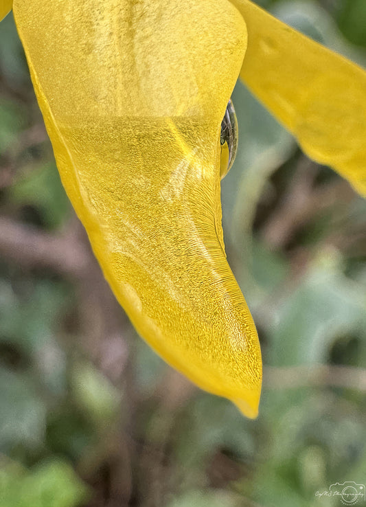 Nature Photography - Superb Droplet V272