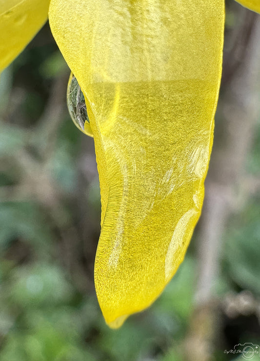 Nature Photography - Superb Droplet V273