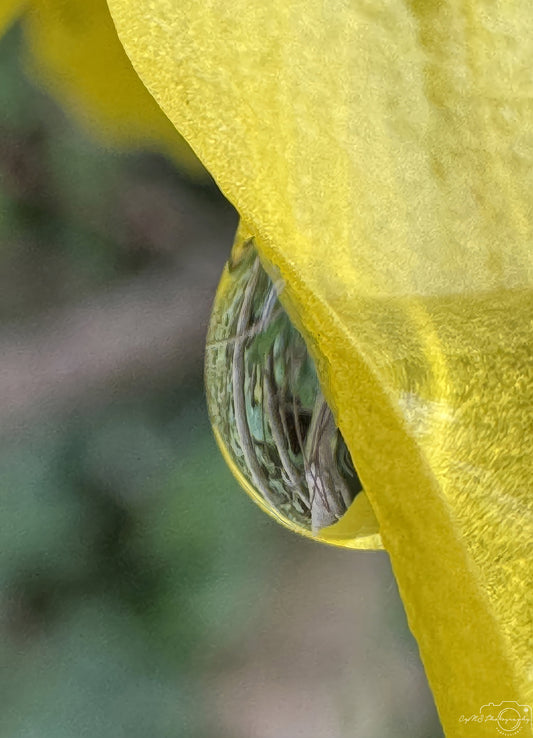 Nature Photography - Superb Droplet V274