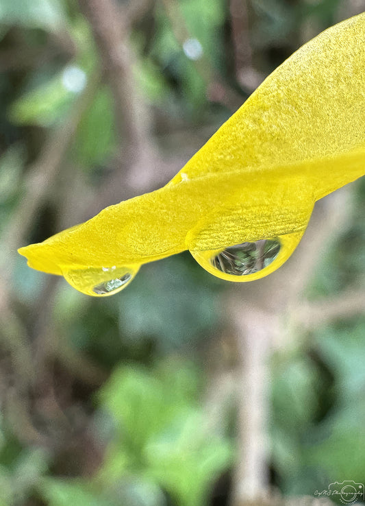 Nature Photography - Superb Droplet V275