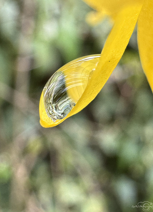 Nature Photography - Superb Droplet V276