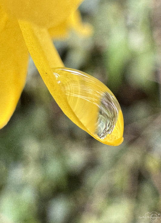 Nature Photography - Superb Droplet V277