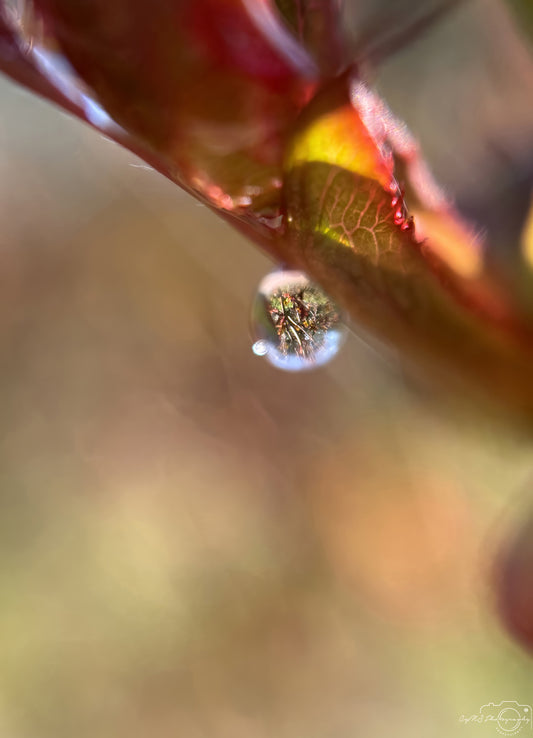 Nature Photography - Superb Droplet V278