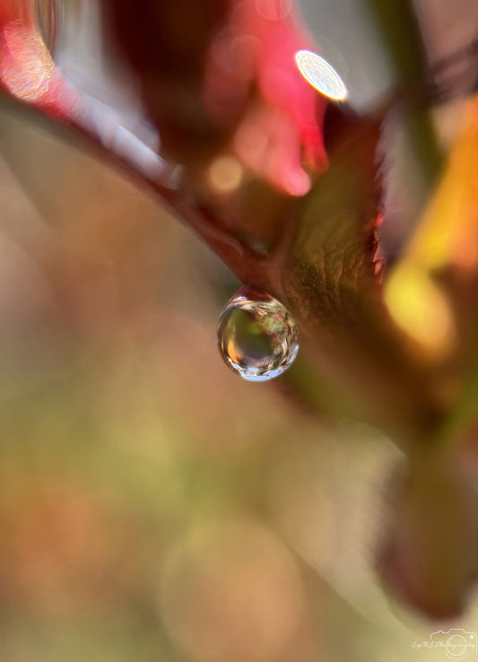 Nature Photography - Superb Droplet V279