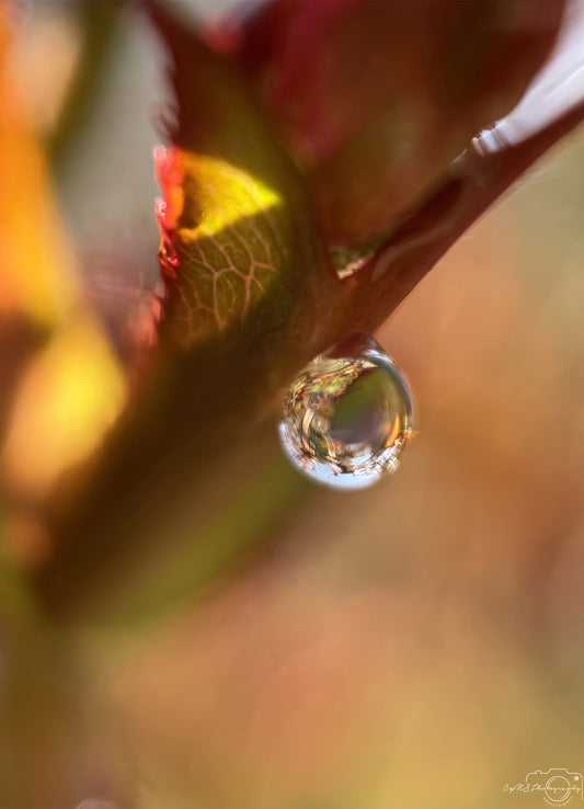 Nature Photography - Superb Droplet V280