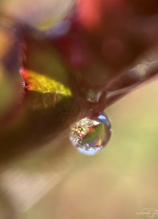 Nature Photography - Superb Droplet V281