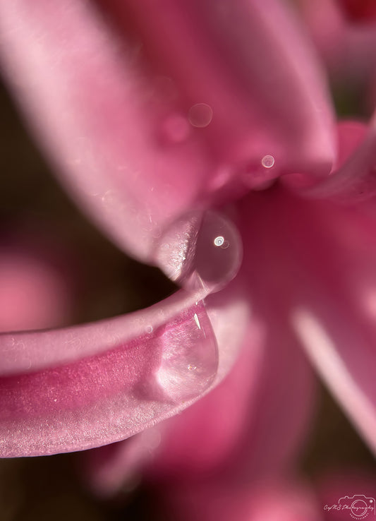 Nature Photography - Superb Droplet V283