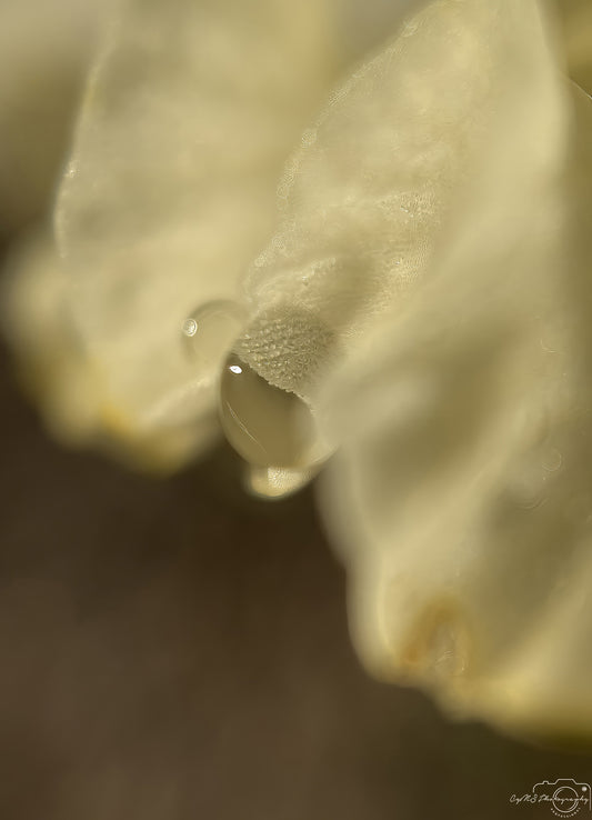 Nature Photography - Superb Droplet V284