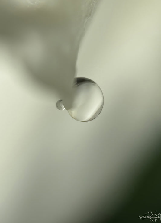 Nature Photography - Superb Droplet V285