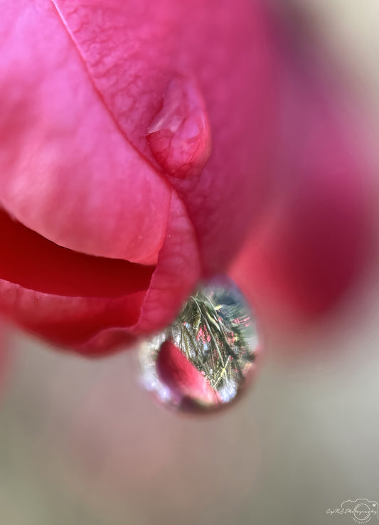 Nature Photography - Superb Droplet V286