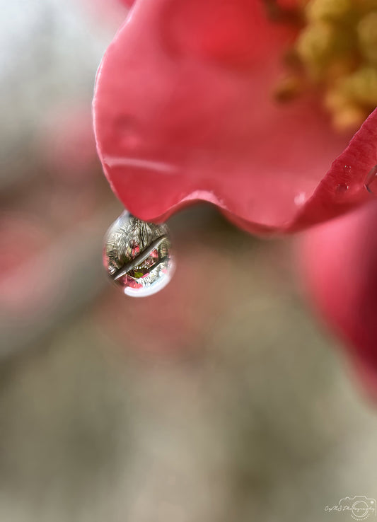 Nature Photography - Superb Droplet V287