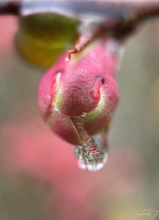 Nature Photography - Superb Droplet V288
