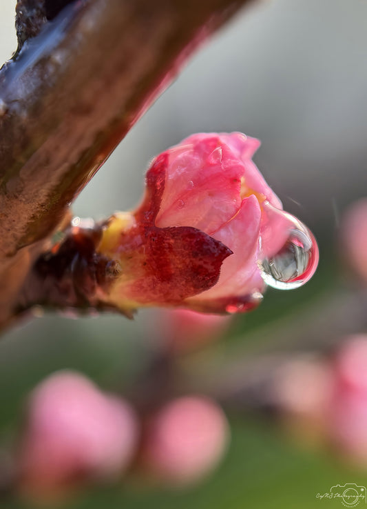 Nature Photography - Superb Droplet V289