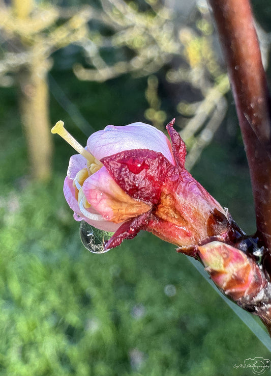 Nature Photography - Superb Droplet V291