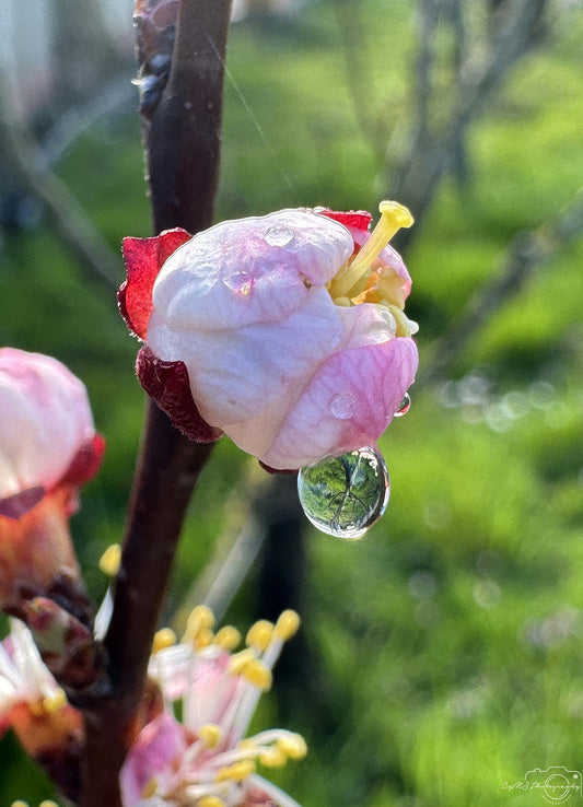 Nature Photography - Superb Droplet V292