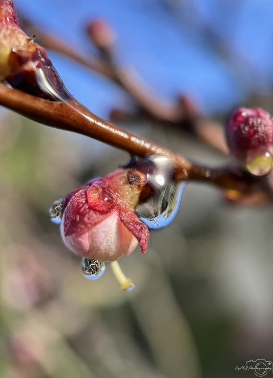 Nature Photography - Superb Droplet V293