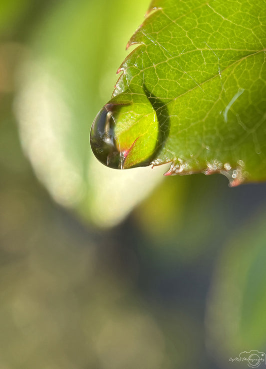 Nature Photography - Superb Droplet V295