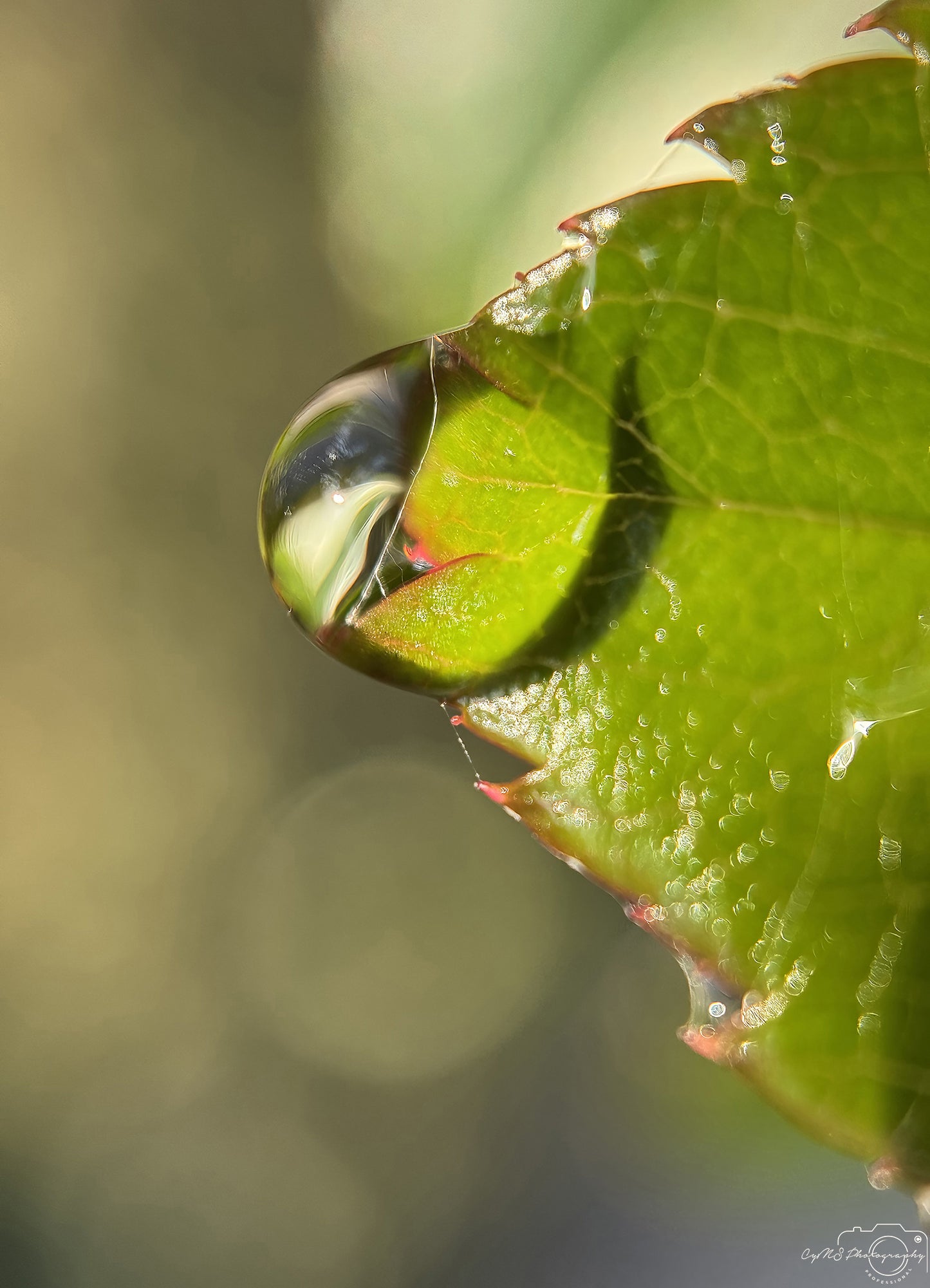 Beautiful water drop_V296