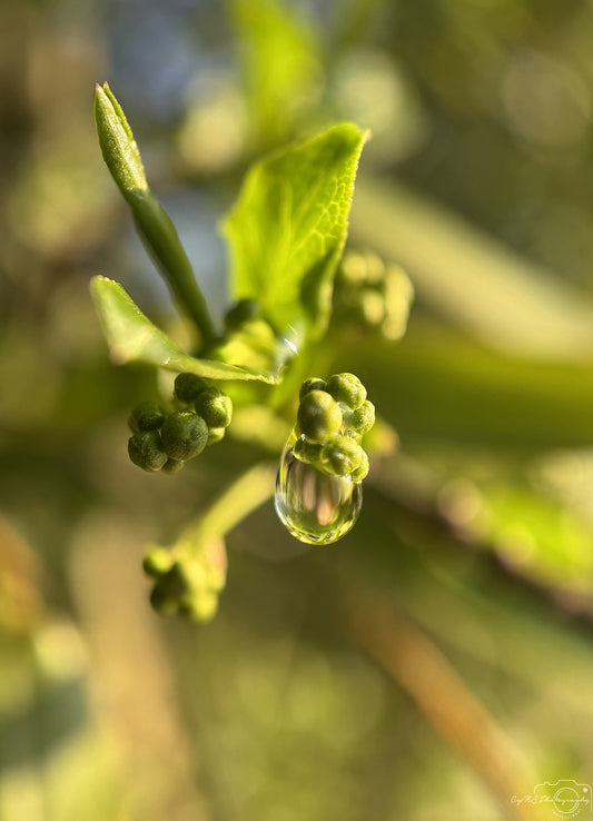 Nature Photography - Superb Droplet V298