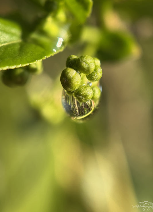 Nature Photography - Superb Droplet V299