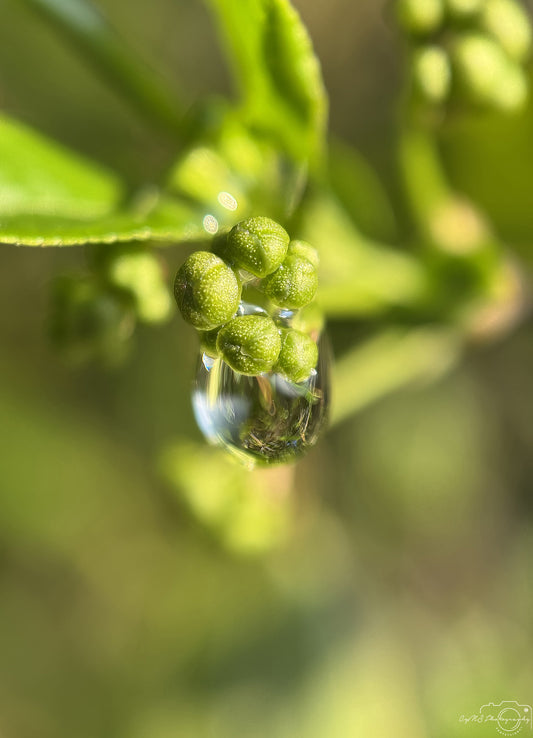 Nature Photography - Superb Droplet V300