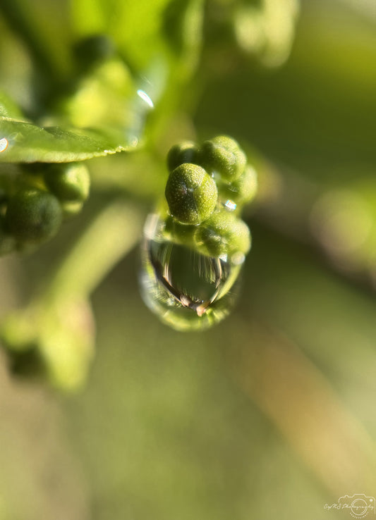 Nature Photography - Superb Droplet V301