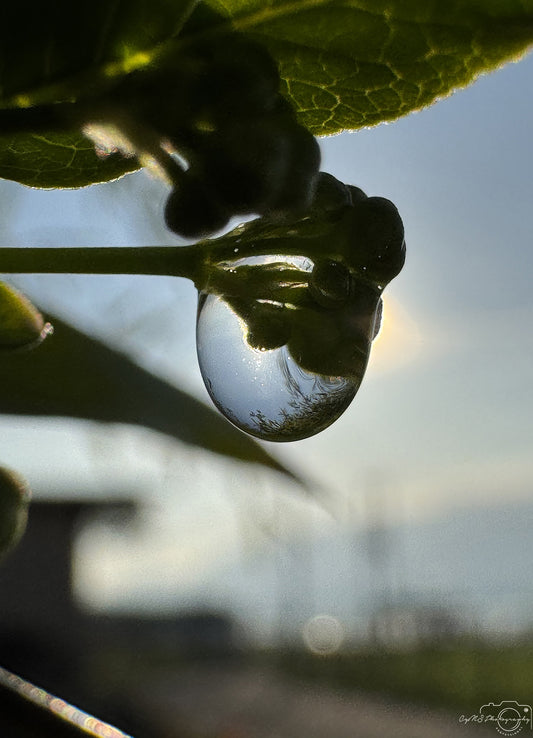 Nature Photography - Superb Droplet V302