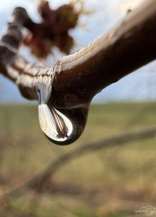 Nature Photography - Superb Droplet V303