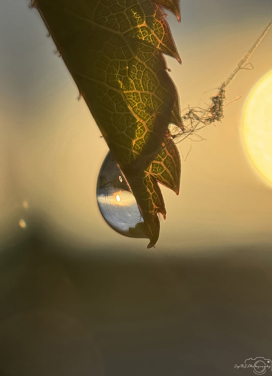 Nature Photography - Superb Droplet V307