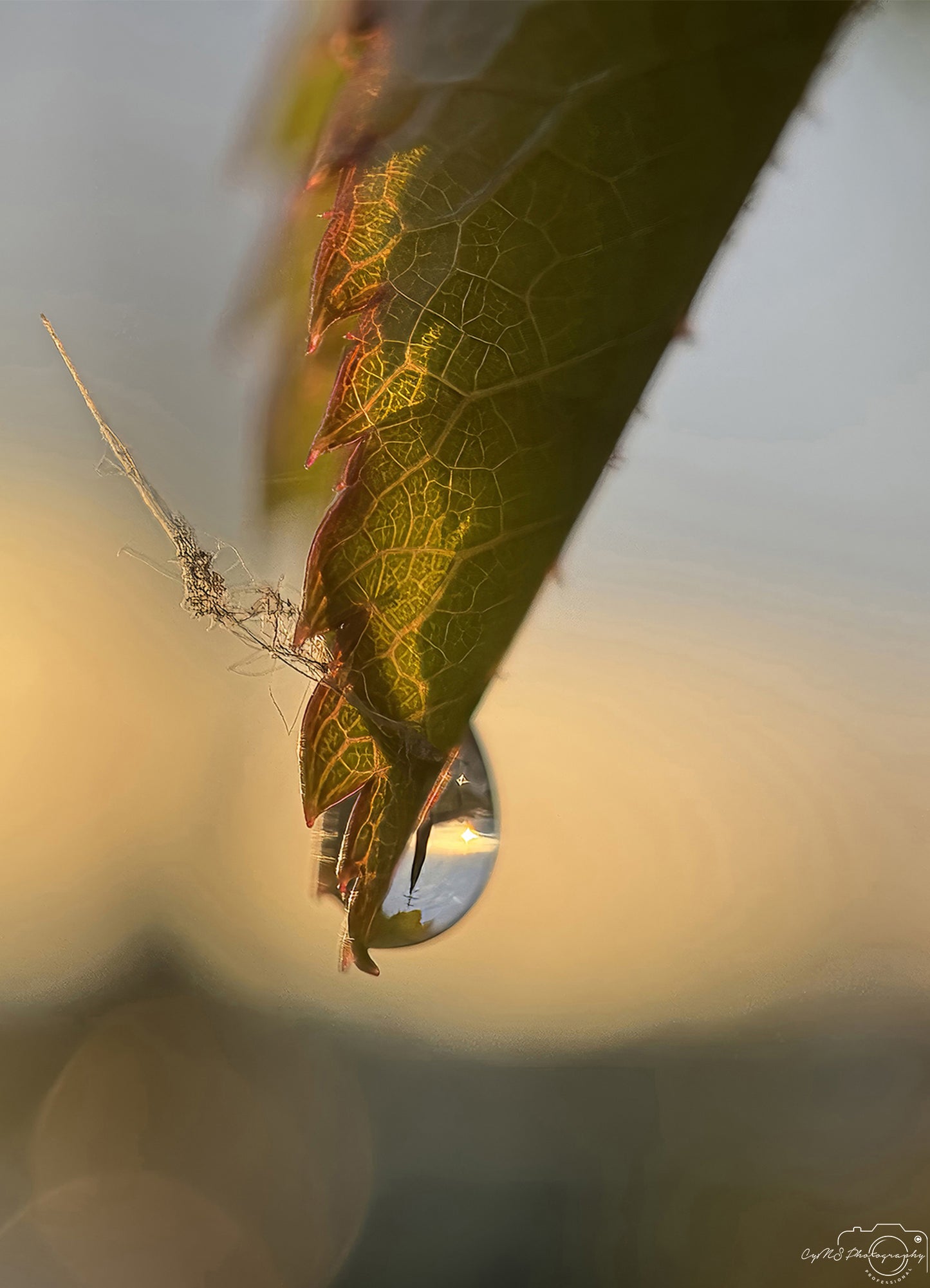 Beautiful water drop_V308
