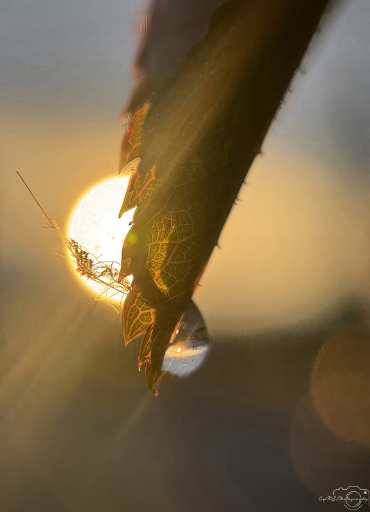 Nature Photography - Superb Droplet V309