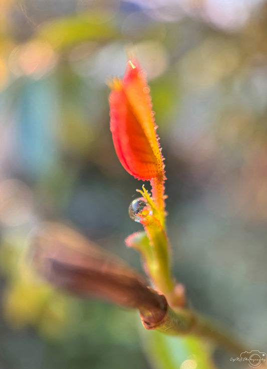 Nature Photography - Superb Droplet V310