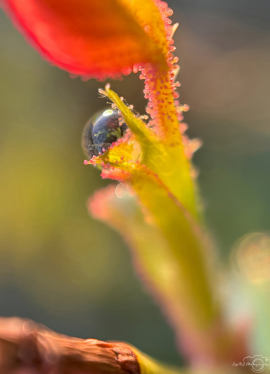 Nature Photography - Superb Droplet V311