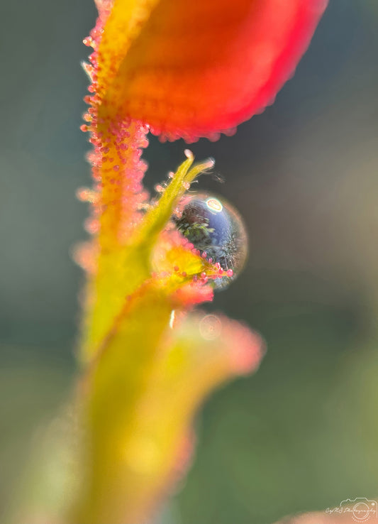 Nature Photography - Superb Droplet V312