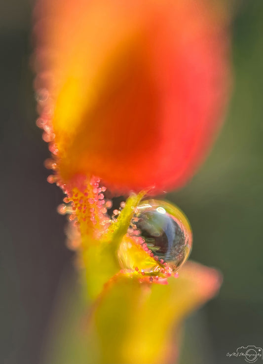 Nature Photography - Superb Droplet V313