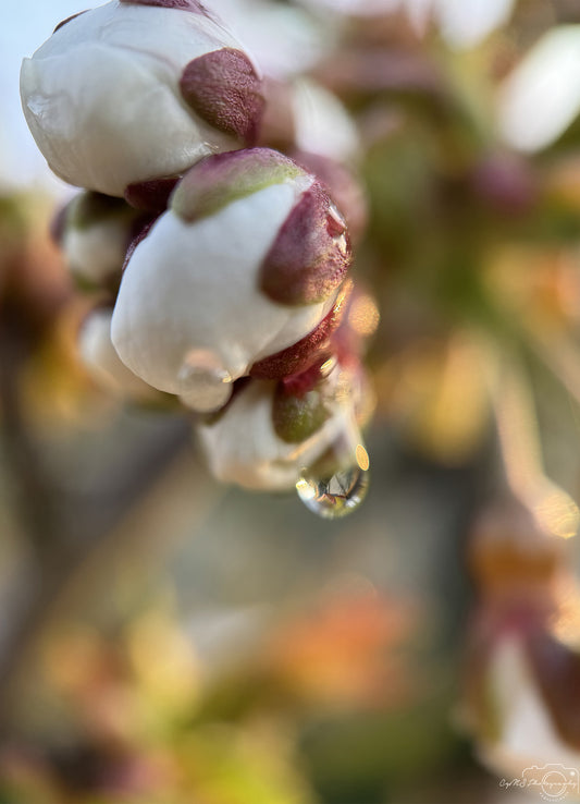 Nature Photography - Superb Droplet V316
