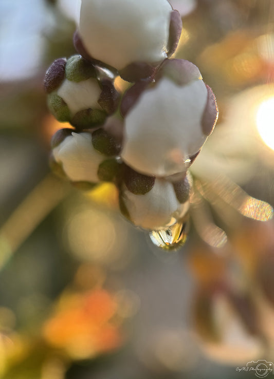 Nature Photography - Superb Droplet V318