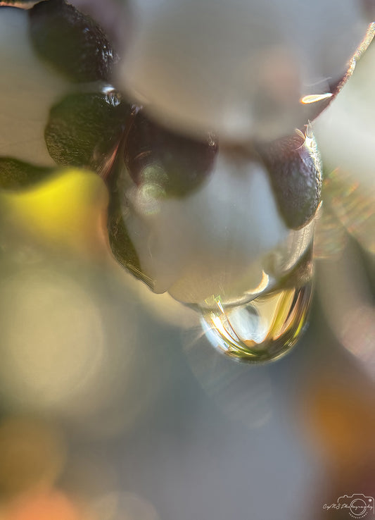 Nature Photography - Superb Droplet V319