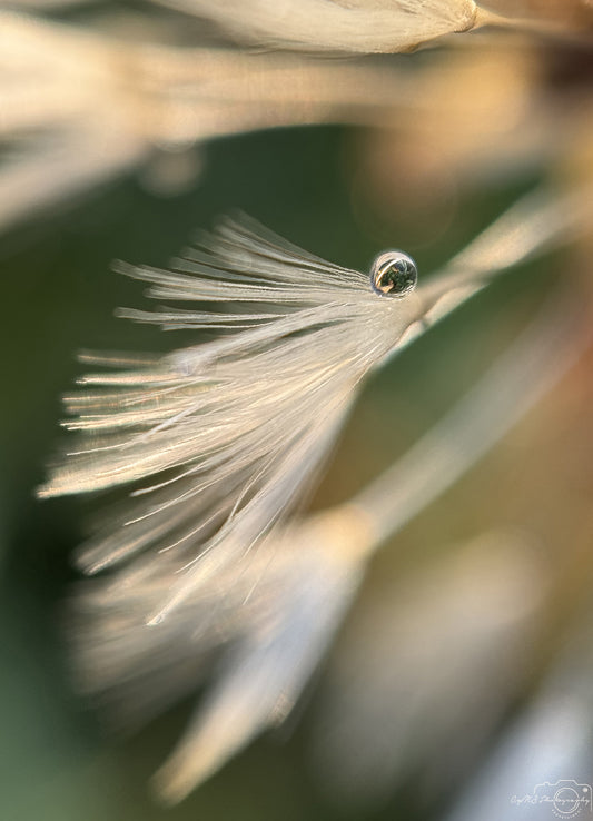Nature Photography - Superb Droplet V321