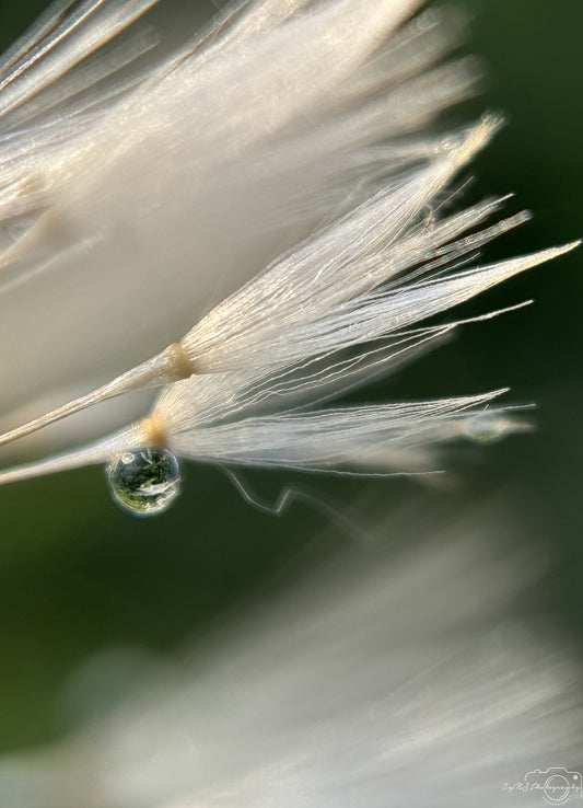 Nature Photography - Superb Droplet V323