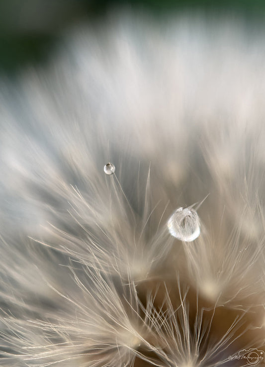Nature Photography - Superb Droplet V324