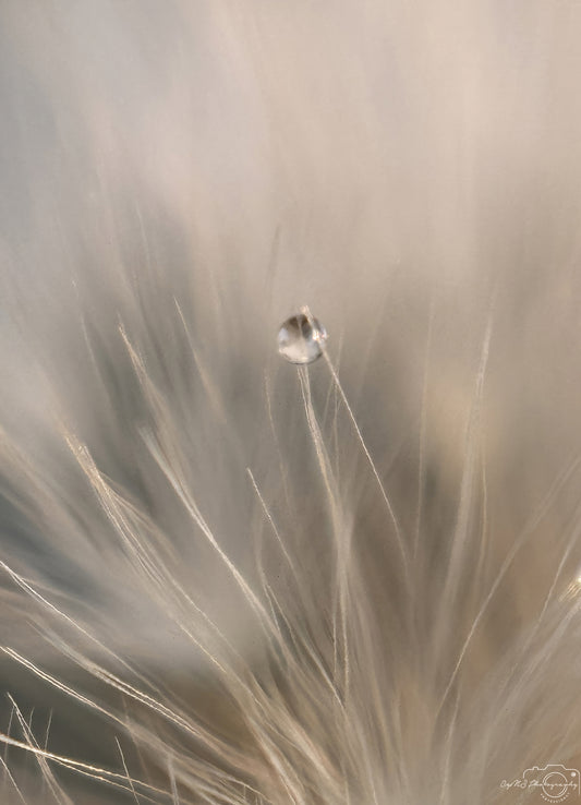 Nature Photography - Superb Droplet V325