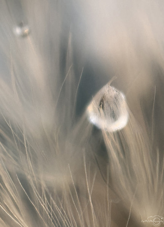 Nature Photography - Superb Droplet V326