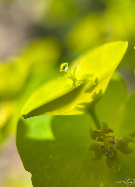 Belle goutte d'eau_V364