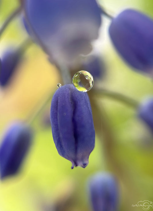 Belle goutte d'eau_V368