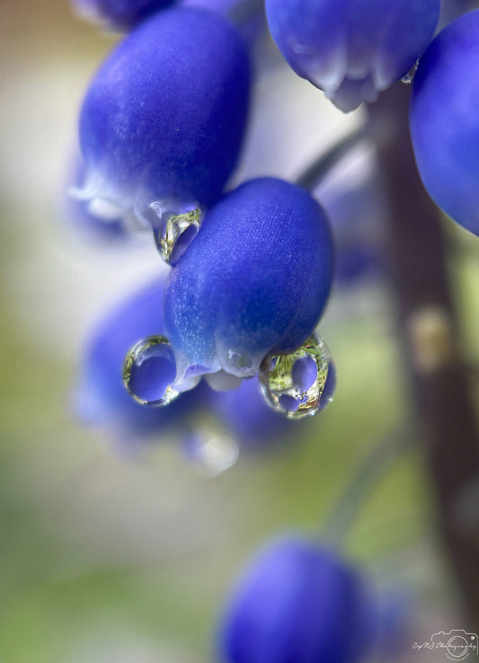 Belle goutte d'eau_V369