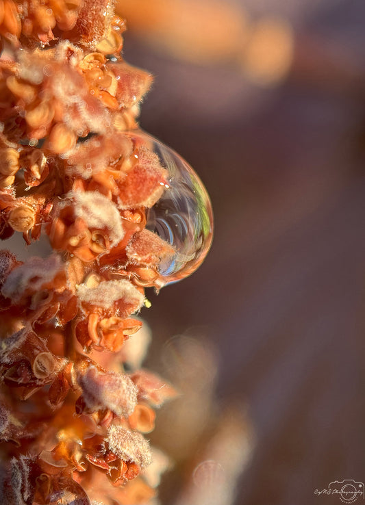 Belle goutte d'eau_V371